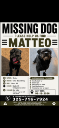 Lost Male Dog last seen Peter Noyes drive el paso, Horizon City, TX 79928