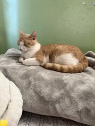 Lost Male Cat last seen National blvd, Los Angeles, CA 90034