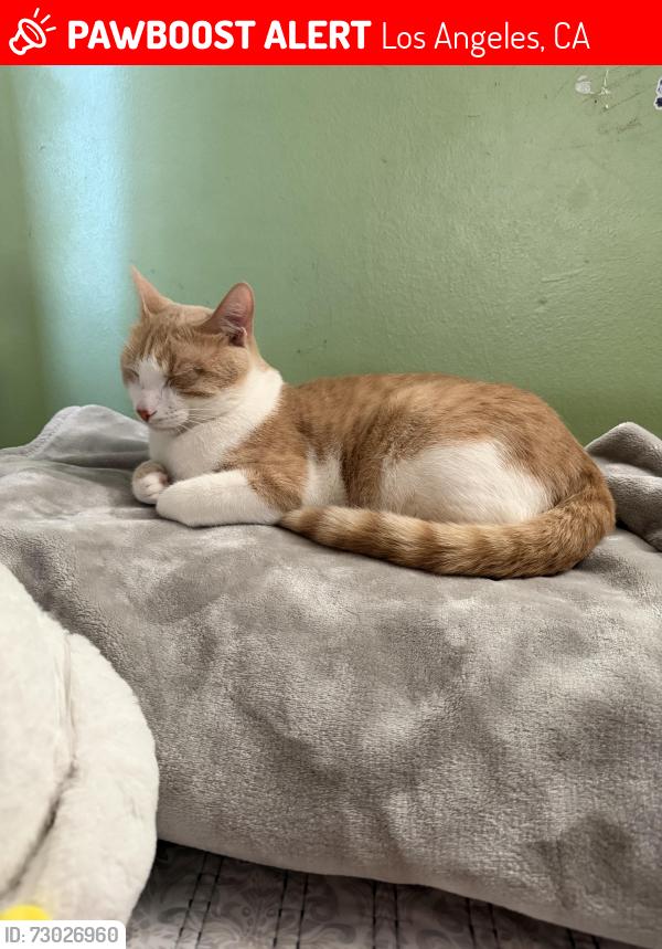 Lost Male Cat last seen National blvd, Los Angeles, CA 90034