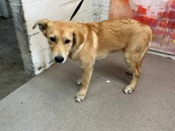 Shelter Stray Male Dog last seen Near BLOCK HALLMARK PKWY SAN BERNARDINO CA 92407, 333 Chandler Pl, San Bernardino, CA 92408, USA