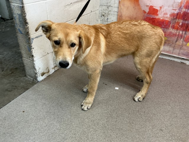 Shelter Stray Male Dog last seen Near BLOCK HALLMARK PKWY SAN BERNARDINO CA 92407, 333 Chandler Pl, San Bernardino, CA 92408, USA