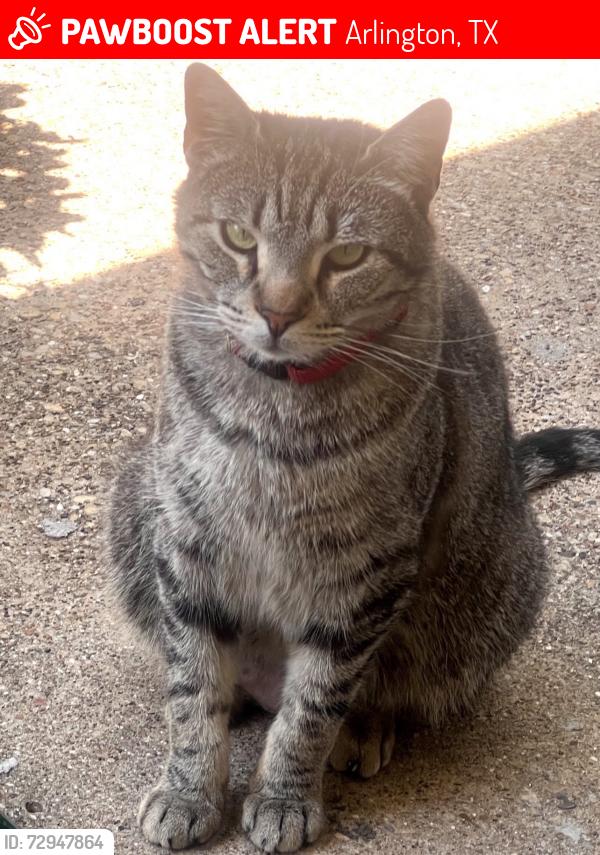 Lost Female Cat last seen Coke , Arlington, TX 76010