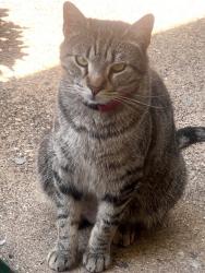 Lost Female Cat last seen Coke , Arlington, TX 76010