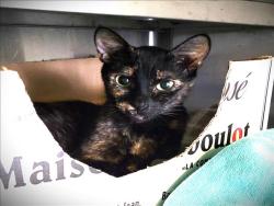 Shelter Stray Female Cat last seen , 1850 W 60th St, Los Angeles, CA 90047, USA