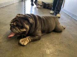 Shelter Stray Male Dog last seen , 1850 W 60th St, Los Angeles, CA 90047, USA