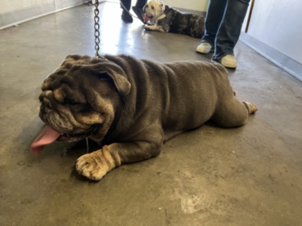 Shelter Stray Male Dog last seen , 1850 W 60th St, Los Angeles, CA 90047, USA