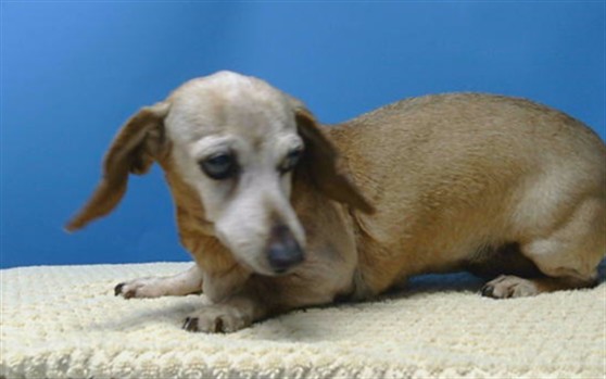 Shelter Stray Female Dog last seen , 216 W Victoria St, Gardena, CA 90248, USA