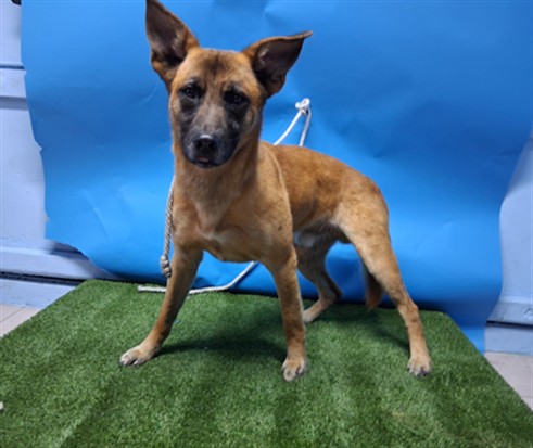Shelter Stray Male Dog last seen , 216 W Victoria St, Gardena, CA 90248, USA