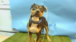 Shelter Stray Male Dog last seen , 216 W Victoria St, Gardena, CA 90248, USA