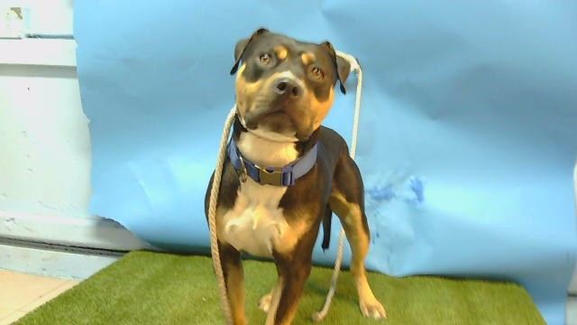 Shelter Stray Male Dog last seen , 216 W Victoria St, Gardena, CA 90248, USA