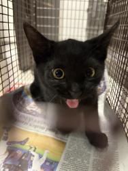 Shelter Stray Female Cat last seen , 11361 W Pico Blvd, Los Angeles, CA 90064, USA