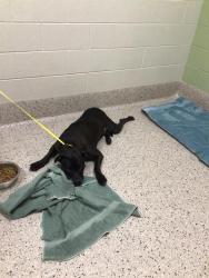 Shelter Stray Male Dog last seen HWY36 AND PECOS ST, 12155 Park Blvd, Brighton, CO 80601, USA