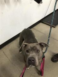 Shelter Stray Male Dog last seen Near BLOCK N SIERRA VISTA AVE, FRESNO CA 93703 4510, 5277 E Airways Blvd, Fresno, CA 93727, USA