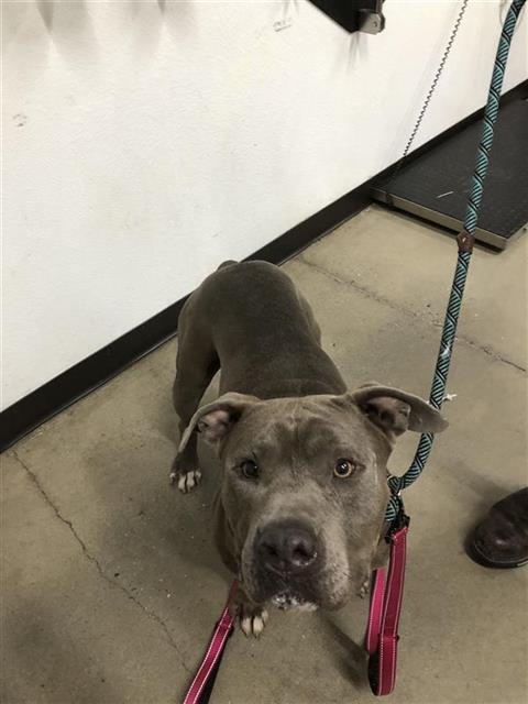 Shelter Stray Male Dog last seen Near BLOCK N SIERRA VISTA AVE, FRESNO CA 93703 4510, 5277 E Airways Blvd, Fresno, CA 93727, USA