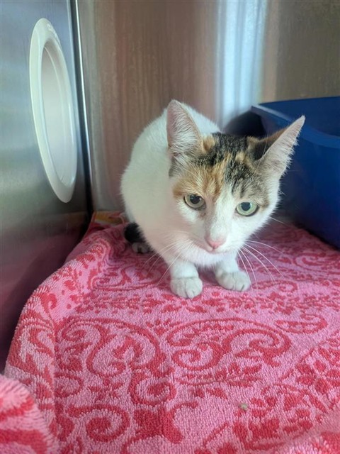 Shelter Stray Female Cat last seen ELK GROVE BLVD/ WILLIAMSON DR, 9150 Union Park Way, Elk Grove, CA 95624, USA