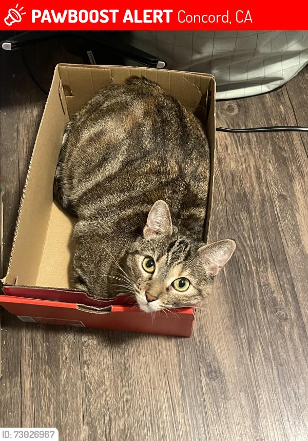 Lost Female Cat last seen Monument Blvd and The Trees Dr, Concord, CA 94518