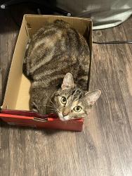 Lost Female Cat last seen Monument Blvd and The Trees Dr, Concord, CA 94518