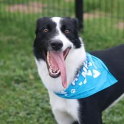 Shelter Stray Male Dog last seen NE 410, 4710 TX-151, San Antonio, TX 78227, USA