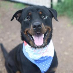 Shelter Stray Male Dog last seen Near BLOCK SUSSEX AVE, 4710 TX-151, San Antonio, TX 78227, USA