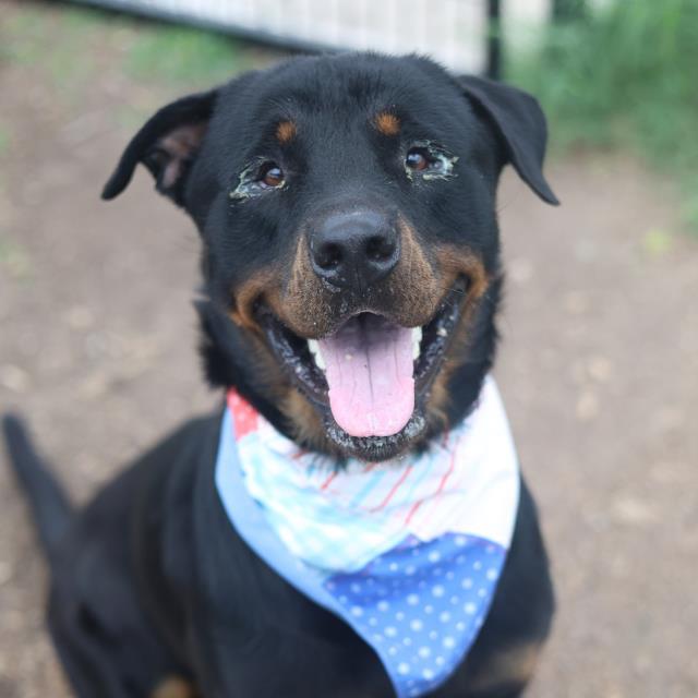 Shelter Stray Male Dog last seen Near BLOCK SUSSEX AVE, 4710 TX-151, San Antonio, TX 78227, USA