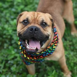 Shelter Stray Male Dog last seen HORIZON HILL BLVD, 4710 TX-151, San Antonio, TX 78227, USA