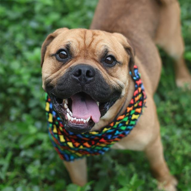 Shelter Stray Male Dog last seen HORIZON HILL BLVD, 4710 TX-151, San Antonio, TX 78227, USA