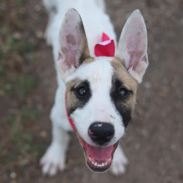 Shelter Stray Female Dog last seen Near BLOCK MARBACH BUILDIN 10, 4710 TX-151, San Antonio, TX 78227, USA