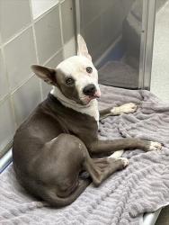 Shelter Stray Male Dog last seen Near BLOCK E TROPICANA AVE, LAS VEGAS NV 89119, 655 N Mojave Rd, Las Vegas, NV 89101, USA