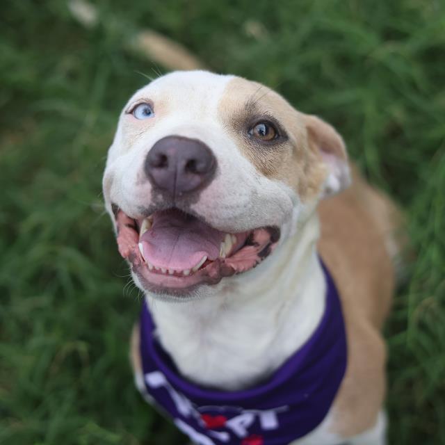 Shelter Stray Female Dog last seen Near BLOCK CHURING, 4710 TX-151, San Antonio, TX 78227, USA