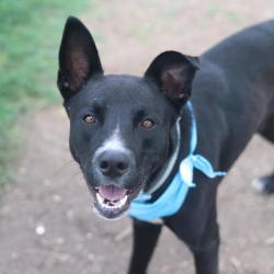 Shelter Stray Male Dog last seen Near BLOCK MENEFEE BLVD, 4710 TX-151, San Antonio, TX 78227, USA