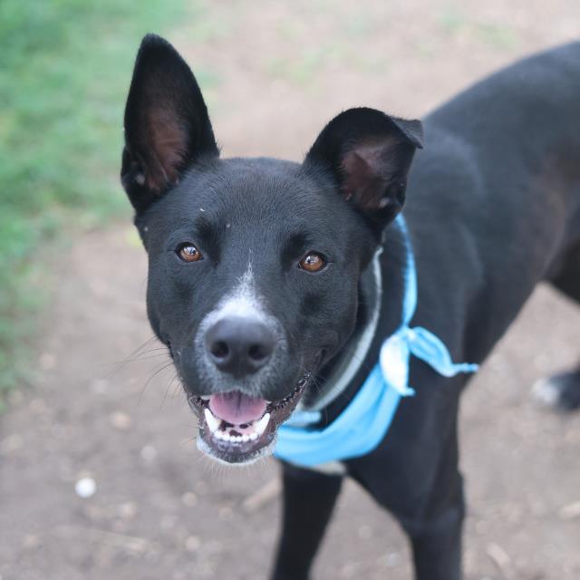 Shelter Stray Male Dog last seen Near BLOCK MENEFEE BLVD, 4710 TX-151, San Antonio, TX 78227, USA