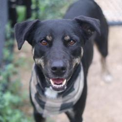 Shelter Stray Male Dog last seen Near BLOCK BARBERRY, 4710 TX-151, San Antonio, TX 78227, USA