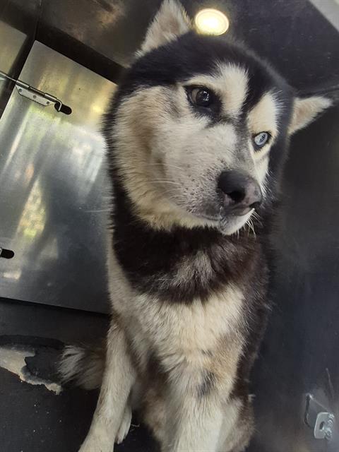 Shelter Stray Male Dog last seen RAIN DANCE, 4710 TX-151, San Antonio, TX 78227, USA