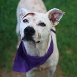 Shelter Stray Male Dog last seen SPRING FRONT DR, 4710 TX-151, San Antonio, TX 78227, USA