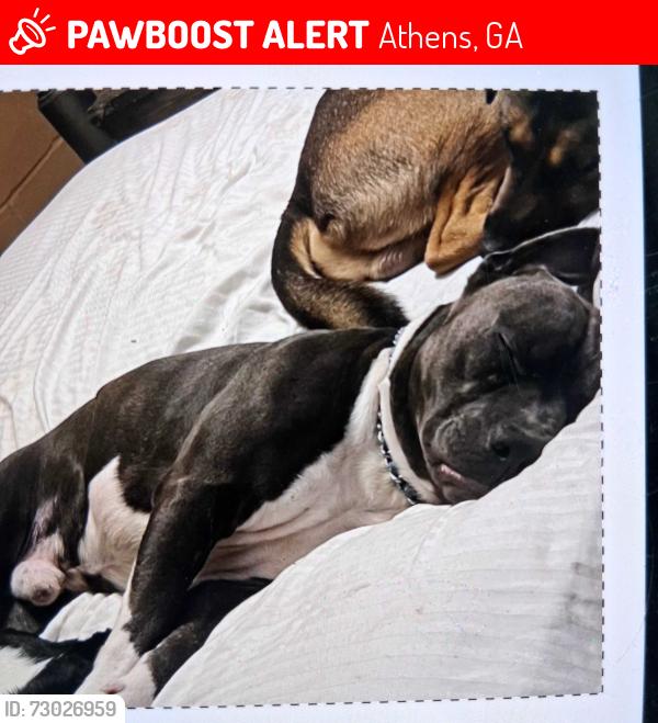 Lost Male Dog last seen Emerald ests, DeKalb County, GA 30035