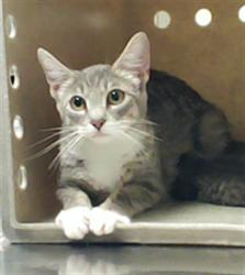 Shelter Stray Female Cat last seen Near PELLIGRINI AVE, HOPE MILLS NC 28348, 4704 Corporation Dr, Fayetteville, NC 28306, USA