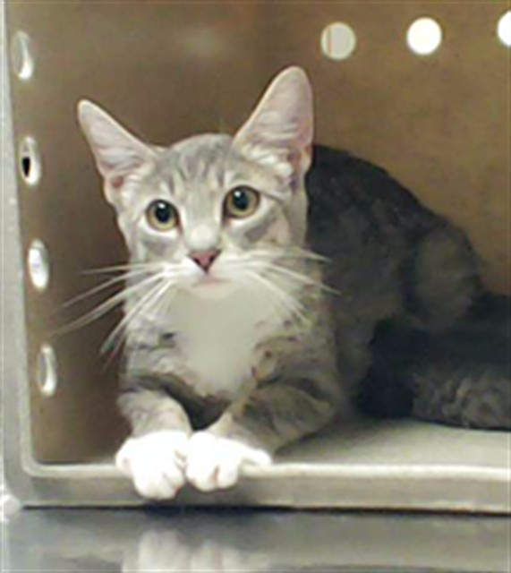 Shelter Stray Female Cat last seen Near PELLIGRINI AVE, HOPE MILLS NC 28348, 4704 Corporation Dr, Fayetteville, NC 28306, USA