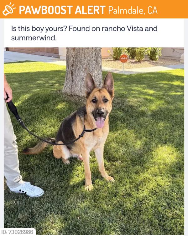 Found/Stray Male Dog last seen Rancho Vista Blvd & Summerwind Dr, Palmdale, CA 93551