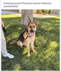 Found/Stray Male Dog last seen Rancho Vista Blvd & Summerwind Dr, Palmdale, CA 93551