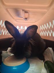 Shelter Stray Female Other last seen GARNSEY/CALIFORNIA, BAKERSFIELD, 201 S Mt Vernon Ave, Bakersfield, CA 93307, USA