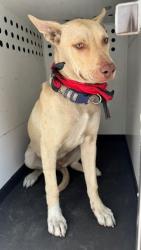 Shelter Stray Female Dog last seen Near BLOCK 19TH ST, BAKERSFIELD, CA, 201 S Mt Vernon Ave, Bakersfield, CA 93307, USA