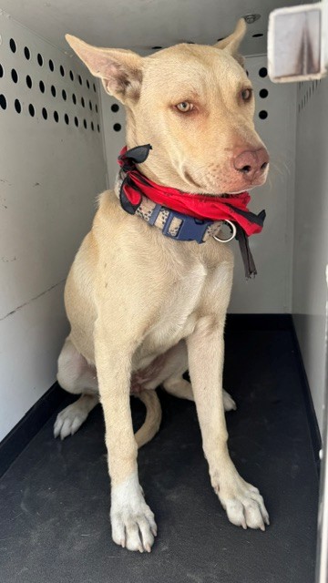 Shelter Stray Female Dog last seen Near BLOCK 19TH ST, BAKERSFIELD, CA, 201 S Mt Vernon Ave, Bakersfield, CA 93307, USA