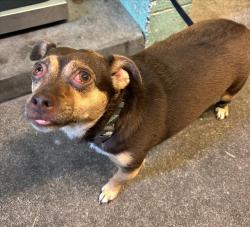 Shelter Stray Female Dog last seen 28TH ST & MCKINLEY VILLAGE WAY, 2127 Front St, Sacramento, CA 95818, USA
