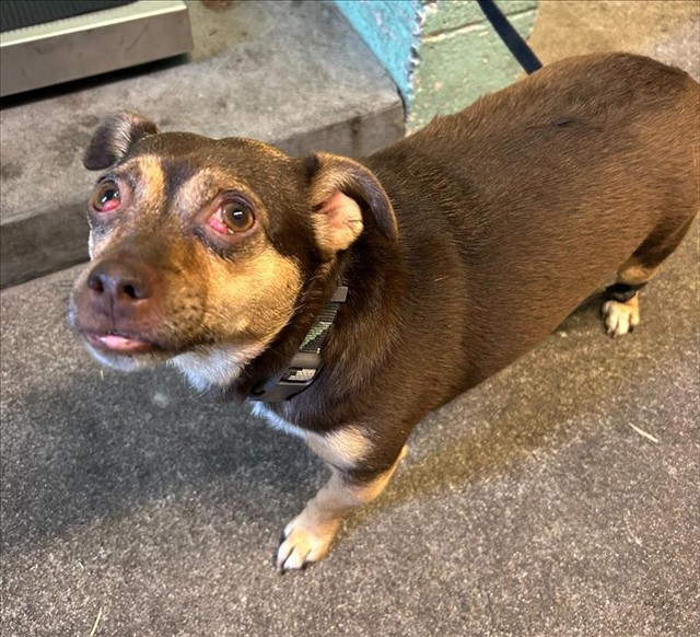Shelter Stray Female Dog last seen 28TH ST & MCKINLEY VILLAGE WAY, 2127 Front St, Sacramento, CA 95818, USA