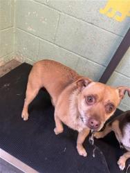 Shelter Stray Male Dog last seen 28TH ST & MCKINLEY VILLAGE WAY, 2127 Front St, Sacramento, CA 95818, USA