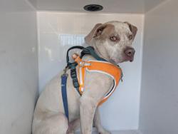 Shelter Stray Male Dog last seen Near BLOCK W LAS VEGAS ST, COLORADO SPRINGS CO 80903, 610 Abbot Ln, Colorado Springs, CO 80905, USA