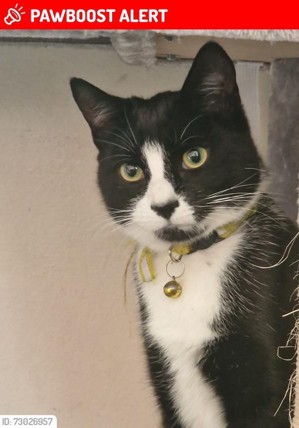 Lost Female Cat last seen Deptford Church Street/Creek Road, Greater London, England SE8 3PT