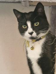 Lost Female Cat last seen Deptford Church Street/Creek Road, Greater London, England SE8 3PT