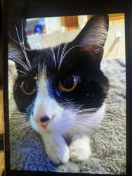 Lost Male Cat last seen Scott/Jonquil Meadows Park off 89th ave n & Jonquil Ln N, Maple Grove, MN 55369