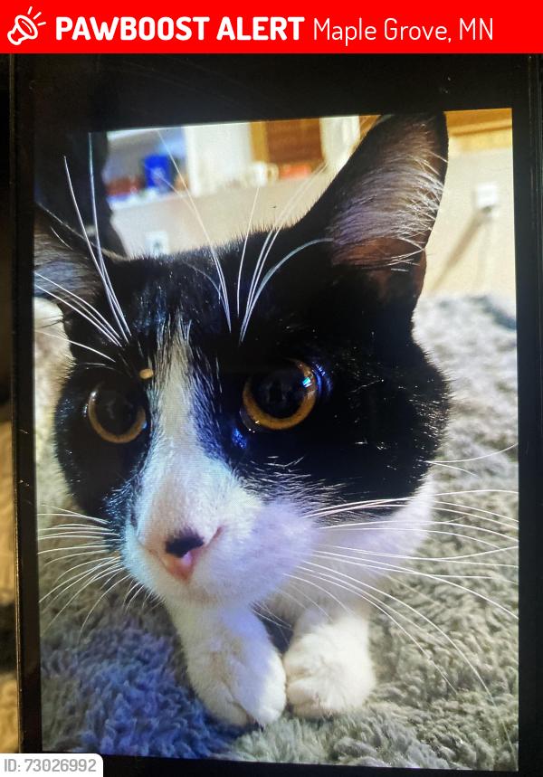 Lost Male Cat last seen Scott/Jonquil Meadows Park off 89th ave n & Jonquil Ln N, Maple Grove, MN 55369